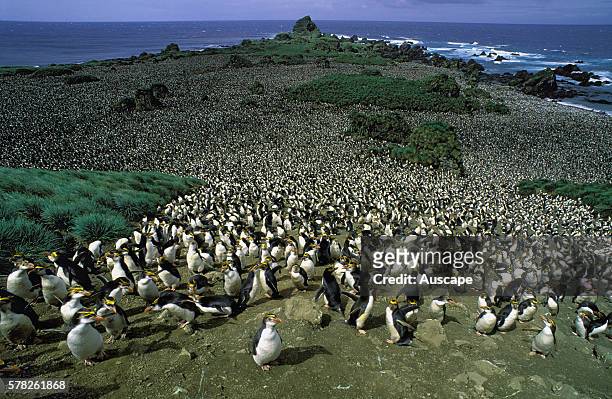 Royal penguin, Eudyptes schlegeli, large colony, Macquarie Island, Tasmania, Australian Sub Antarctic.