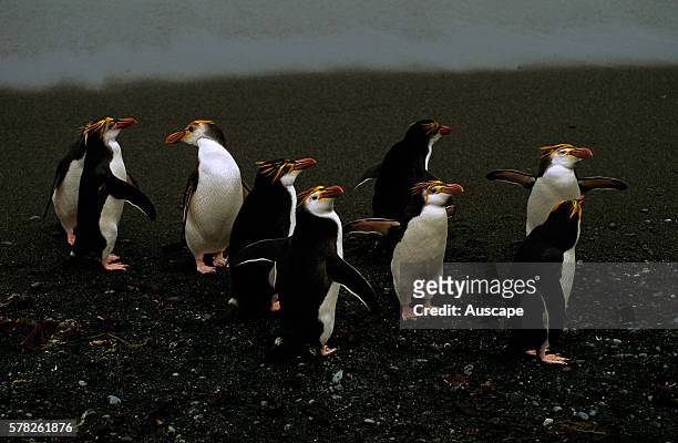 Royal penguins, Eudyptes schlegeli, small group, Macquarie Island, Tasmania, Australian Sub Antarctic.