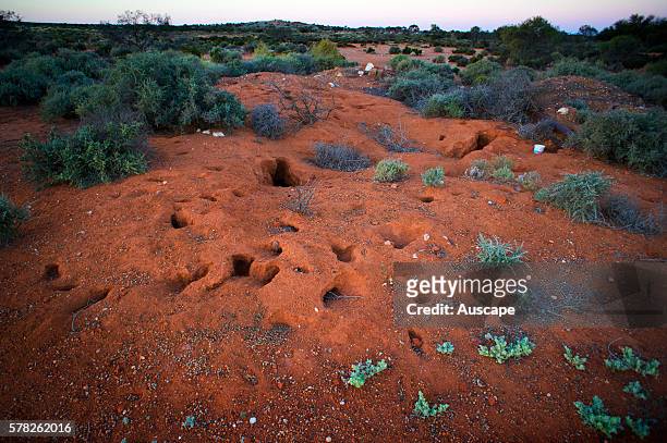 Warren of Rabbits, Oryctolagus cuniculus, Rabbits now infest Western Australia despite the 1700-km rabbit-proof fence built 1901-1907, They severely...