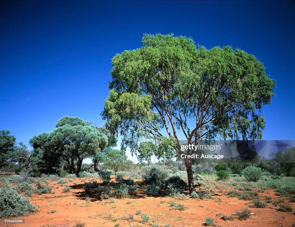 Dry low open woodland with Leopardwood tree, Flindersia maculosa