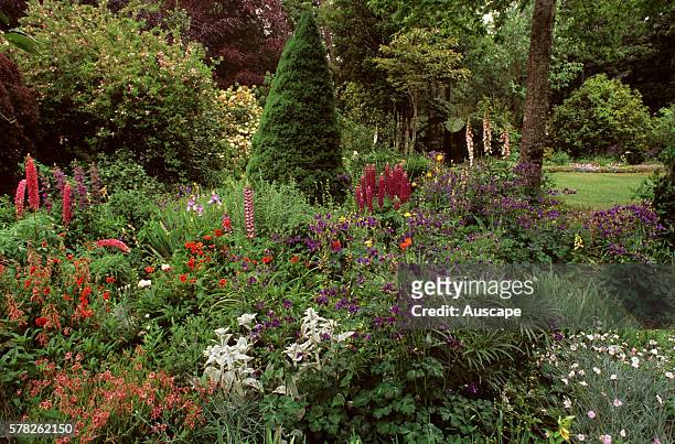 Cottage garden with columbines, lambs-ears, lupins, foxgloves and geums, Aquilegia, Stachys byzantina, Lupinus x regalis, Digitalis purpurea, Geum...