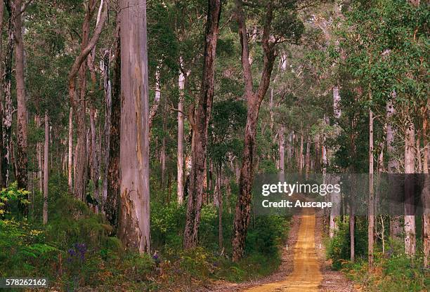 Forest Wa 36 Jarrah Forest Stock Photos, High-Res Pictures, and Images - Getty Images