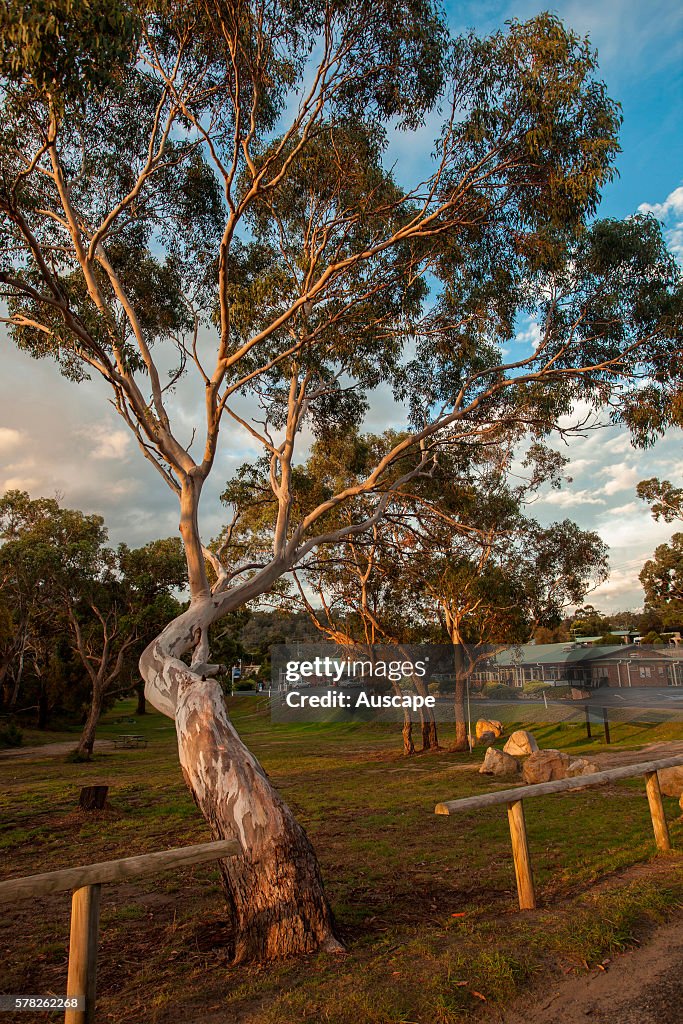 A park in Coles Bay