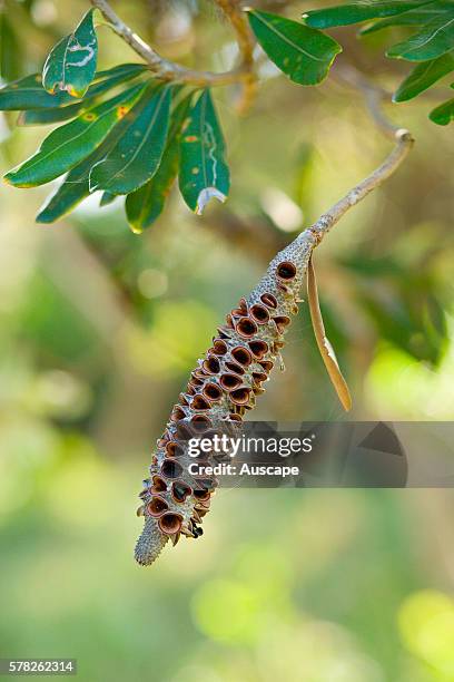 Empty seed head of a Banksia. Northern New South Wales, Australia.