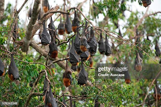 Grey-headed flying-foxes, Pteropus poliocephalus, roosting bats in colony. Uki, near Murwillumbah, New South Wales, Australia.