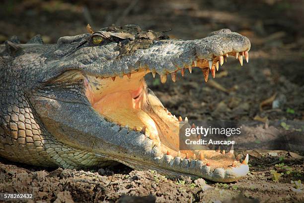 Estuarine crocodile, Crocodylus porosus, in cooling pose, allowing cool air into the mouth. Kakadu National Park, Northern Territory, Australia.