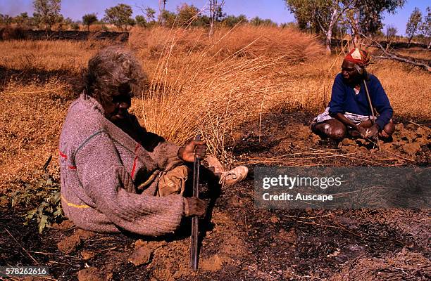 Balgo women hunting water-holding frogs, using digging sticks. Balwina Aboriginal Lands, southeast Kimberley region, Western Australia, Australia.