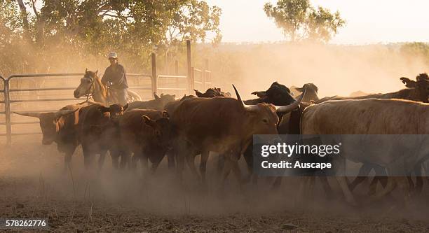 Mustering beef cattle, Bos Taurus, Kununurra, Kimberley region, Western Australia, Australia.