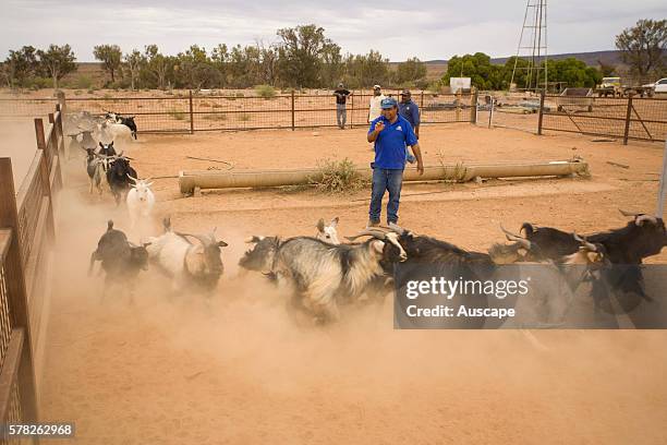 Feral goats, Capra aegagrus hircus, being rounded up. Nantawarrina Indigenous Protected Area, Leigh Creek, South Australia, Australia.