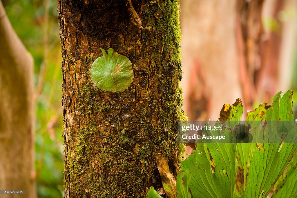 Elkhorn or Stag horn fern, Platycerium superbum