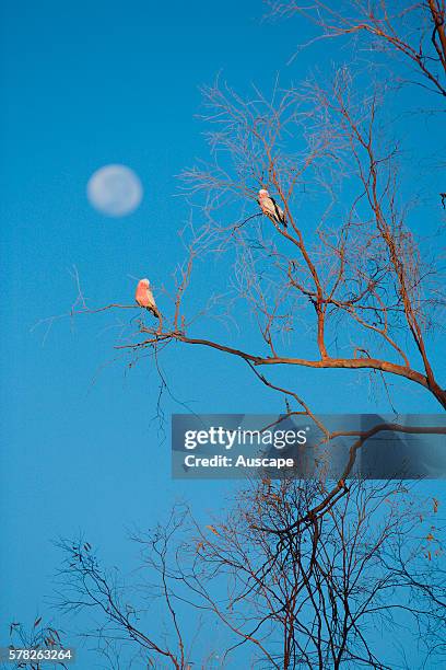 Moonrise over a desert tree with two Major Mitchell's cockatoos, Cacatua leadbeateri, Muggon Station Conservation Area, Gascoyne region, Western...