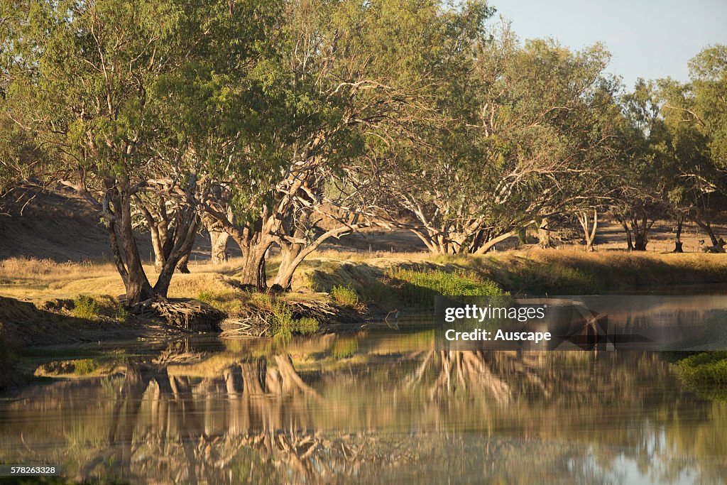 A stretch of Cooper Creek with still water and reflections