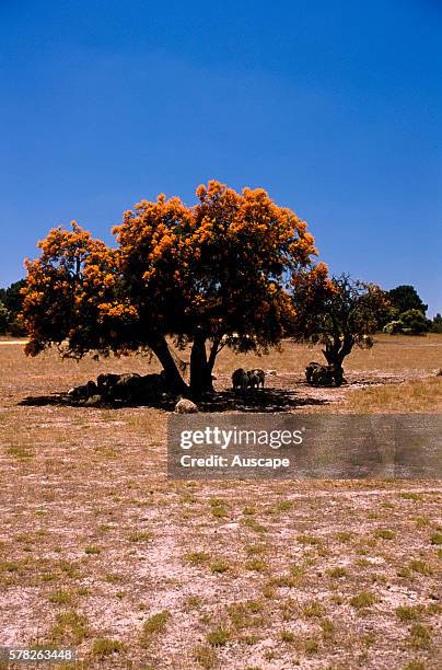 Western Australian Christmas tree , shading sheep. A root parasite, can parasitise plants as far away as 150 m to steal their nutrients. Western...