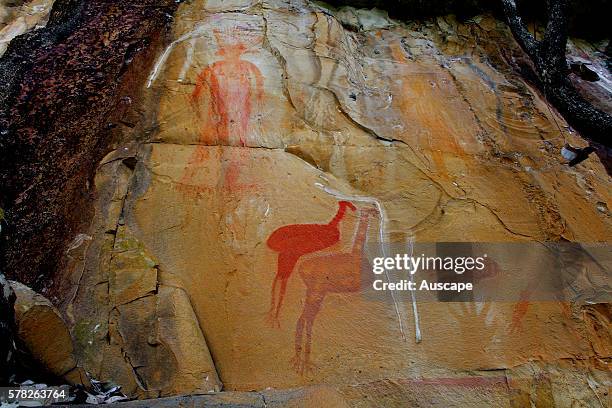 Jawoyn Aboriginal rock art at the Amphitheatre, on the Jatbula Trail. Nitmiluk National Park, Katherine, Northern Territory, Australia .