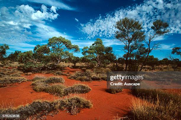 Spinifex and mulga, Triodia sp, Acacia sp, Great Victoria Desert, Western Australia, Australia.