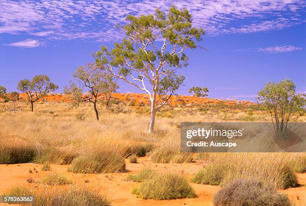 Mitchell grass, Astrebla sp, in desert, Sturt National Park, far western New South Wales, Australia.