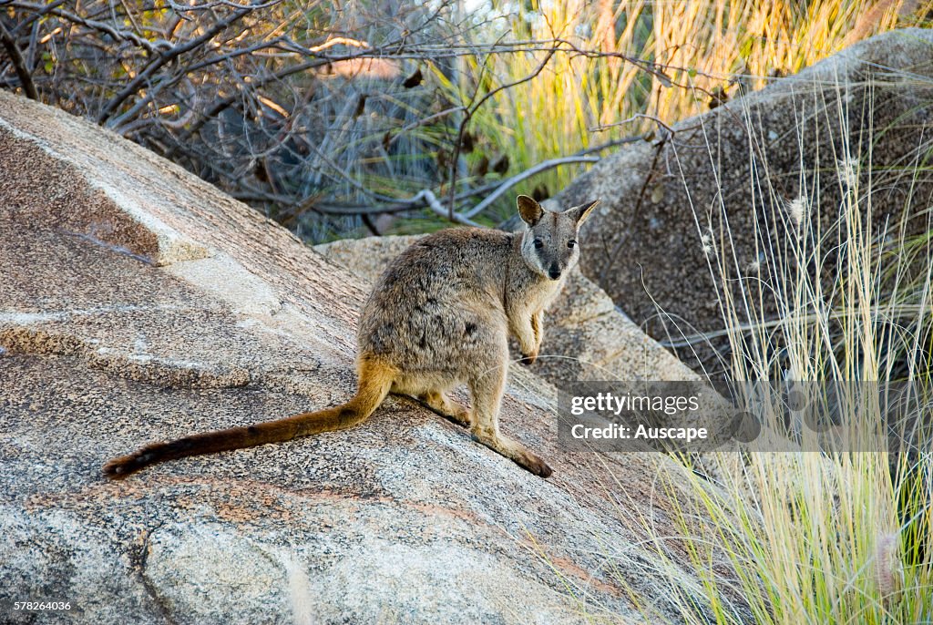 Agile wallaby, Macropus agilis