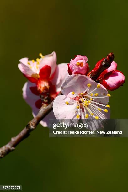 blossoms of an apricot tree - blenheim new zealand stock pictures, royalty-free photos & images