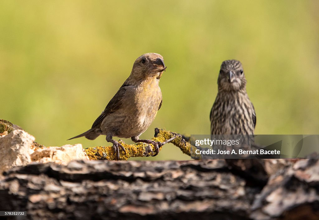 Birds Red Crossbill famale with her young son , ( Loxia curvirostra ),species Passeriformes ,family of finches, put on a branch .