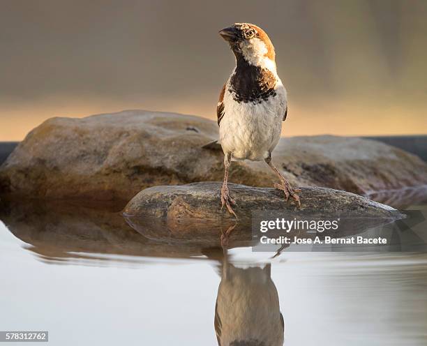 house sparrow (passer domesticus) , spain. on a stone reflected in water - single tree stock pictures, royalty-free photos & images