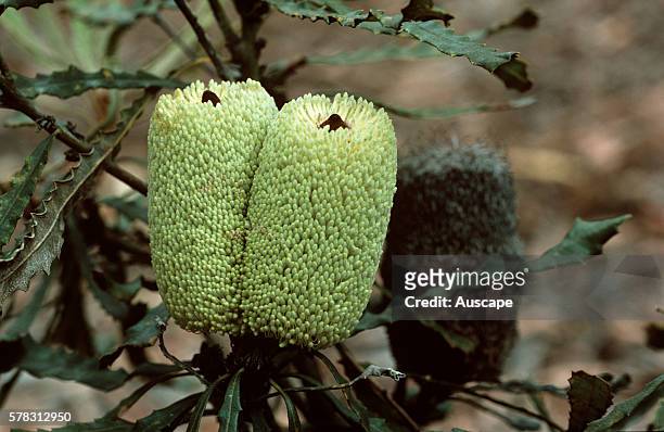 Marsh banksia, Banksia pilostylis, close up of two flower spikes. Native to Esperance region, Western Australia.
