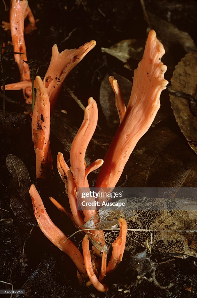 Flame fungus, Clavulinopsis sulcata