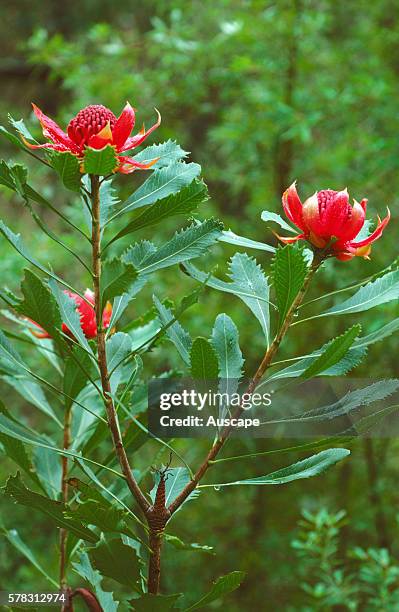 Waratah , Telopea speciosissima, in flower. Royal National Park, New South Wales, Australia.