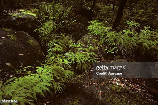 Silky fan ferns, Sticherus tener, Royal National Park, New South Wales, Australia.
