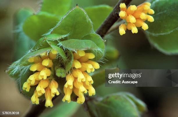 Drummonds grevillea, Grevillea drummondii pimelioides, flowers close up. Western Australia, Australia.