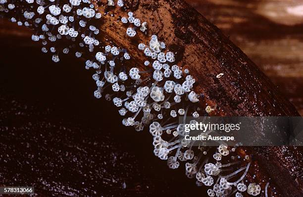 Fungus, possibly Marasmius sp. Underside. Royal National Park, New South Wales, Australia.
