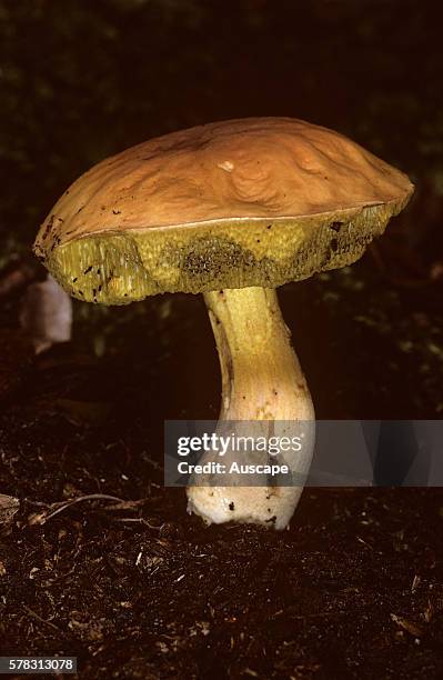 Slippery Jack, Suillus luteus, a bolete that is edible though its slimy covering has to be removed before eating. Royal National Park, New South...