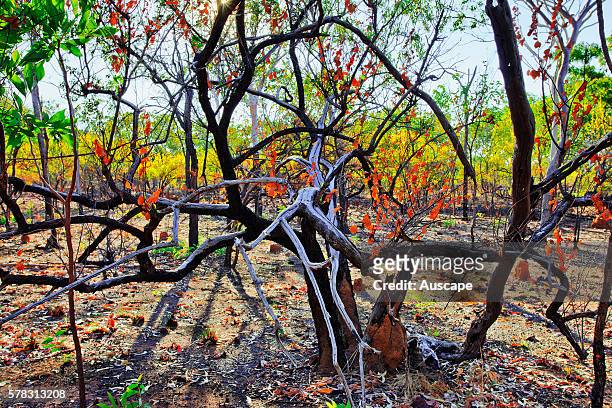 Trees regenerating after bushfire, Nitmiluk National Park, Katherine, Northern Territory, Australia .