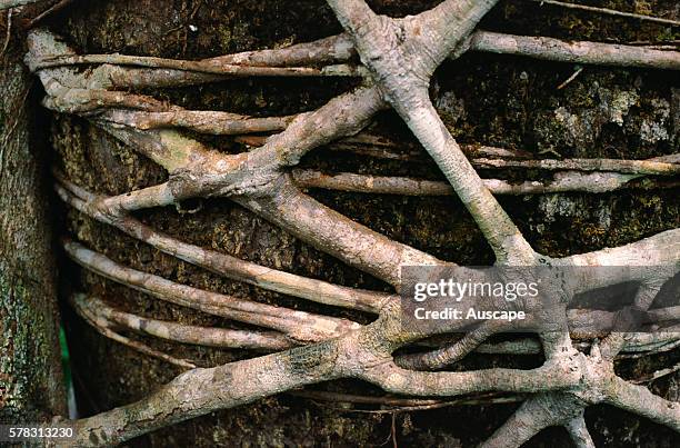 Fig roots around dipterocarp host, taken 35 m up tree). Guning Palung National Park, West Kalimantan, Indonesia.