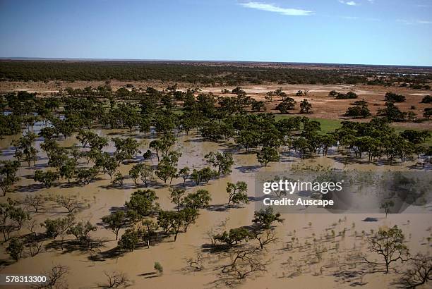Black box trees, Eucalyptus largiflorens, in flood, Darling River floodplain, New South Wales, Australia.