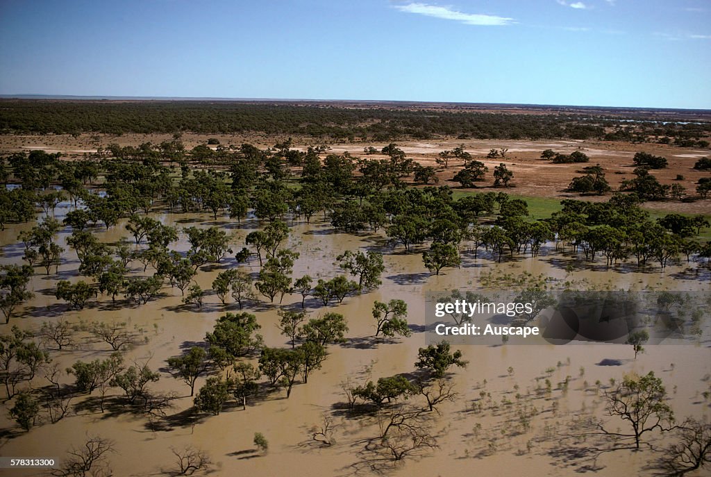 Black box trees, Eucalyptus largiflorens, in flood, Darling River News  Photo - Getty Images