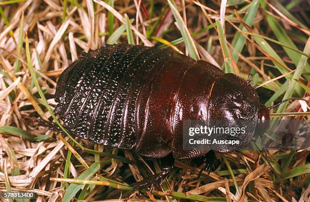 Burrowing cockroach, Geoscapheus sp, Chesterton Range, Queensland, Australia.