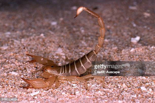 Yellow sand scorpion, Urodacus armatus, in aggressive posture, ready to sting, Shark Bay, Western Australia, Australia.
