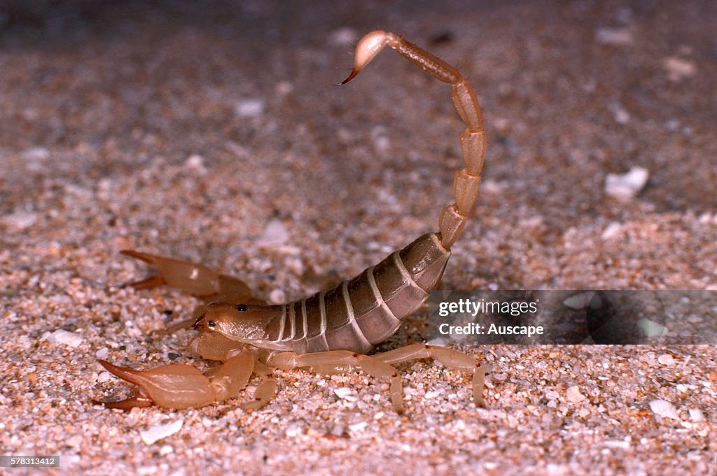 Yellow sand scorpion, Urodacus armatus