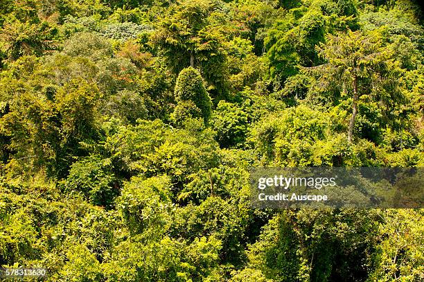 Tropical forest canopy, Central chimpanzee habitat. Conkouati-Douli National Park, Republic of the Congo, Central Africa.