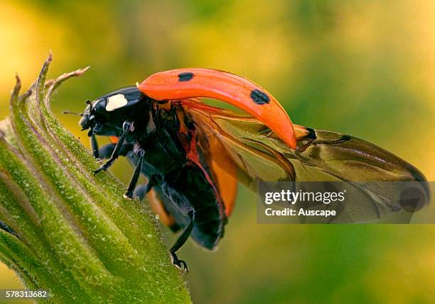 Seven-spot ladybird, Coccinella septempunctata, on flower in garden with wings extended. Europe.