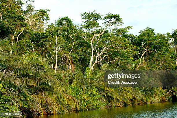 Tropical riverine forest, Chimpanzee habitat. Conkouati-Douli National Park, Republic of the Congo, Central Africa.