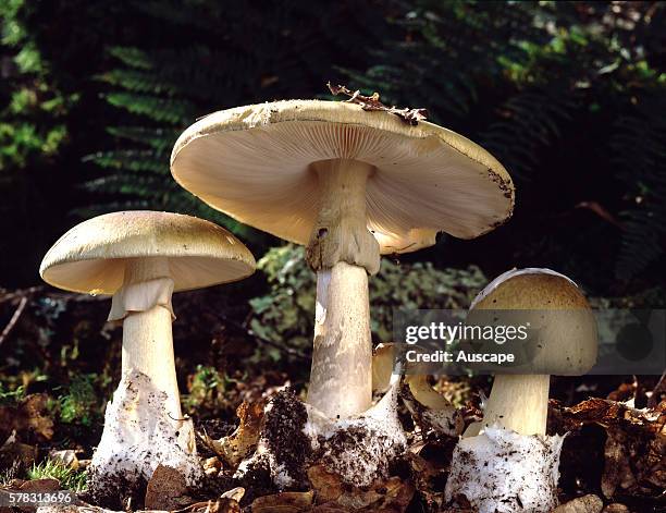 Grounded Toadstool Mushroom Figure Photos and Premium High Res Pictures - Getty Images