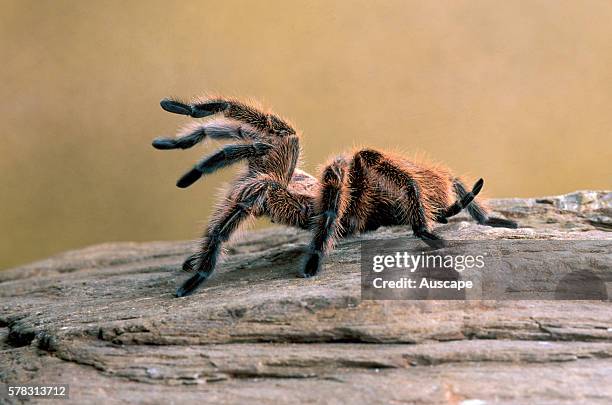 Chilean rose tarantula, Grammostola rosea, species often kept as pet, has quiet nature. Native to Atacama Desert, Chile.