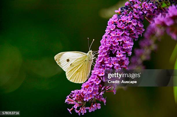 Large cabbage white butterfly, Pieris brassicae, on Buddleia flower. France.