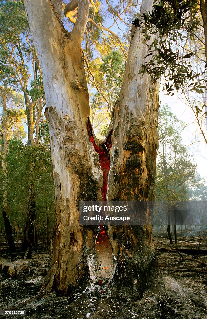 Forest red gum, Eucalyptus tereticornis