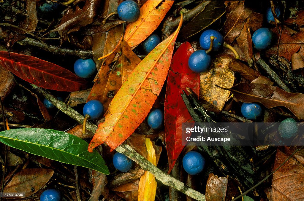 Blue quandong, Elaeocarpus angustifolius