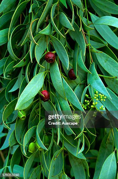 Desert quandong, Santalum lanceolatum, bush food, very rich in Vitamin C. This species is a Sandalwood but has no oil or aroma. Northern Territory,...
