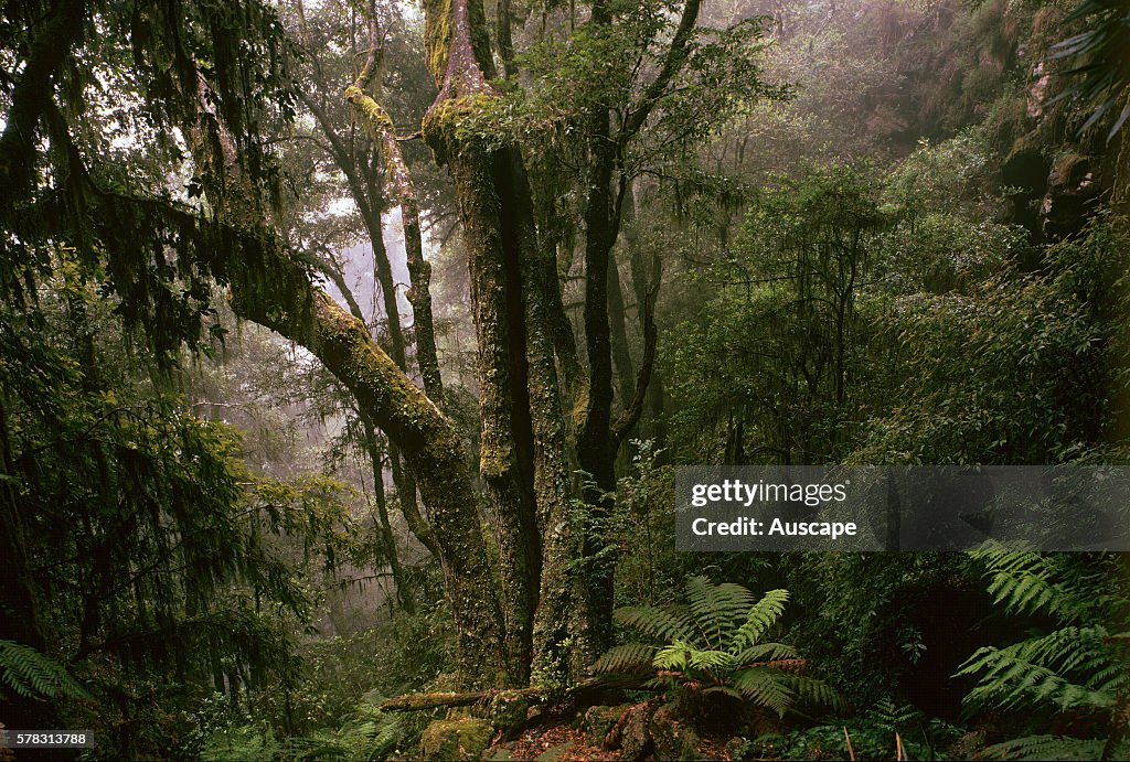 Temperate rainforest dominated by Antarctic beech, Nothofagus moorei