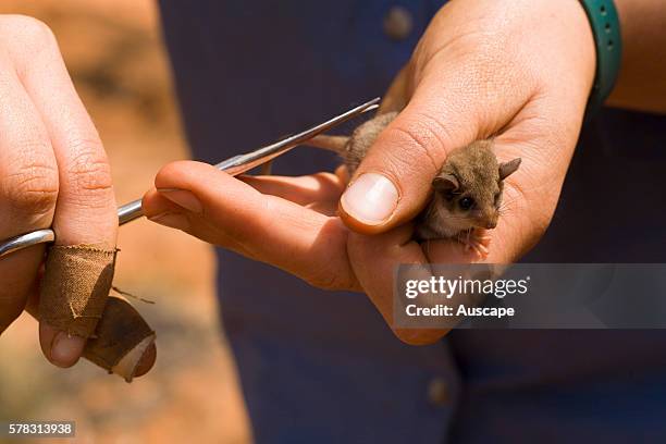 Western pygmy possum, Cercartetus concinnus, being measured by a zoologist. Gluepot Reserve, near Waikerie, Riverland, South Australia, Australia.