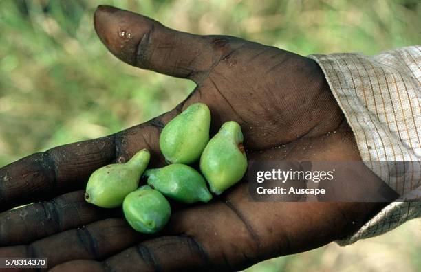 Kakadu or Billy goat plum, Terminalia ferdinandiana, has more vitamin C than oranges, gum also edible, bark preparation used for sores, boils,...